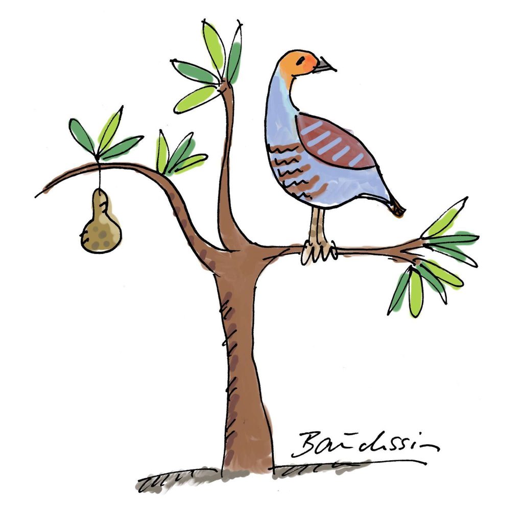 A partridge in a pear tree